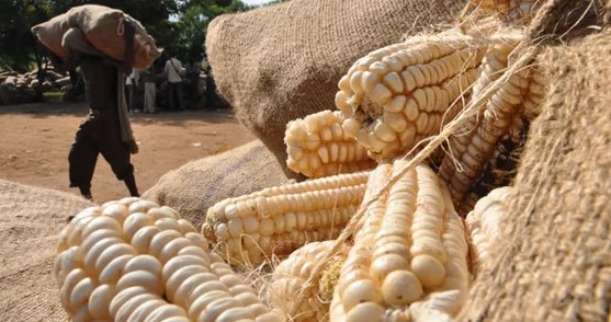 NCPB  Opens Silos To Buy Local Maize To Restock Grain Reserves